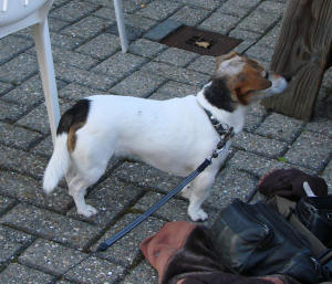 The dog is also interested in the barbeque